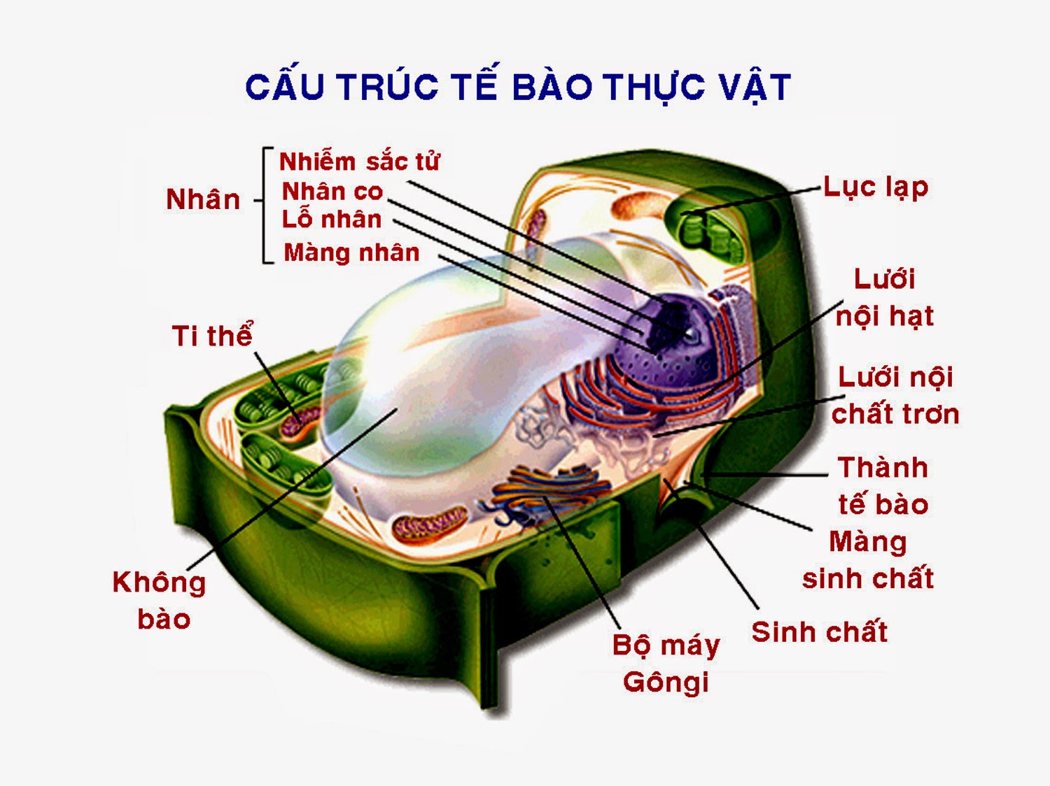 Giải bài tập SBT Sinh học 10 trang 131
