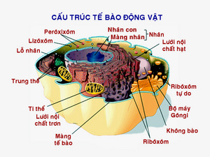 Giải bài tập SBT Sinh học 10 trang 131