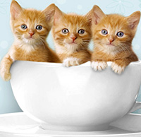 Tranh tô màu con mèo dễ thương cho bé