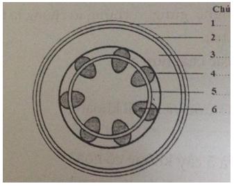 Đề kiểm tra 45 phút Sinh học lớp 6 học kì 1 