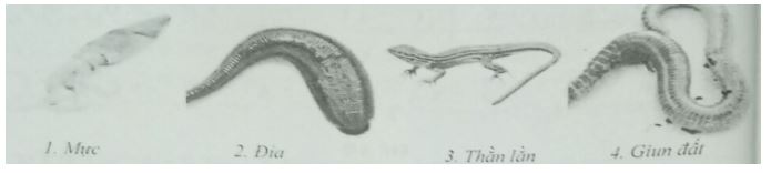Đề kiểm tra Sinh học 7