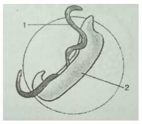 Đề kiểm tra Sinh học 7