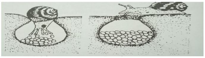 Đề kiểm tra Sinh học 7