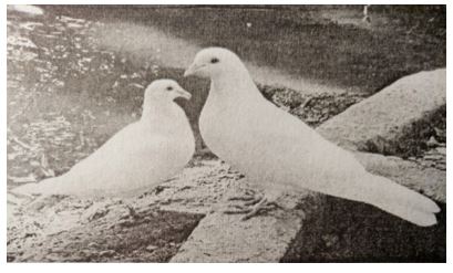 Đề kiểm tra Sinh học 7