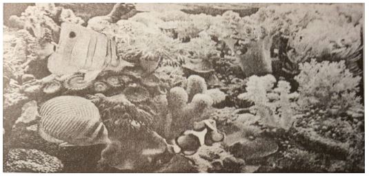 Đề kiểm tra Sinh học 7