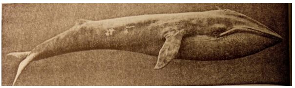 Đề kiểm tra Sinh học 7