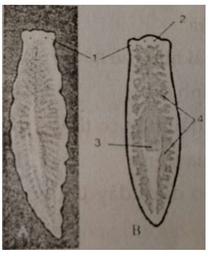 Đề kiểm tra Sinh học 7