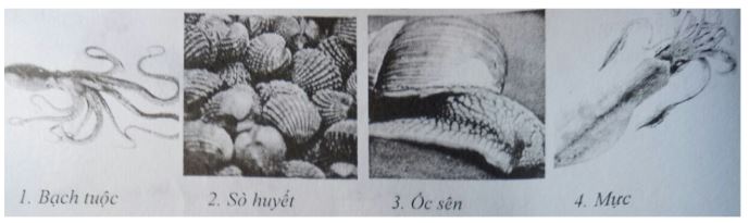 Đề kiểm tra Sinh học 7
