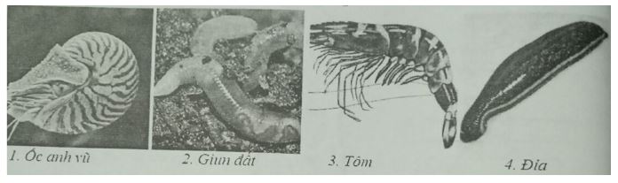 Đề kiểm tra Sinh học 7