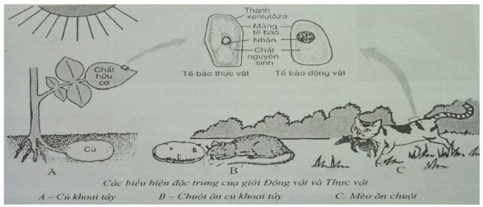 Đề kiểm tra Sinh học 7