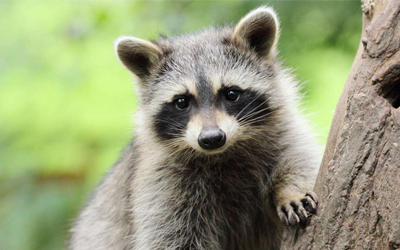 Wildlife Animals Vocabulary