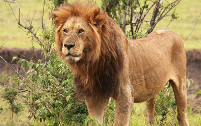 Wildlife Animals Vocabulary