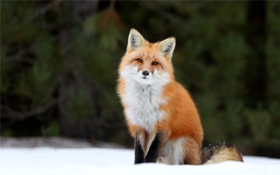 Wildlife Animals Vocabulary