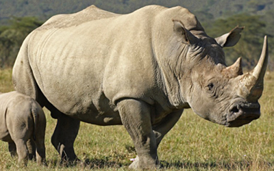 Wildlife Animals Vocabulary