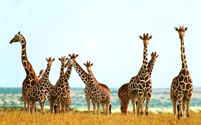 Wildlife Animals Vocabulary