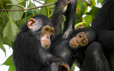 Wildlife Animals Vocabulary