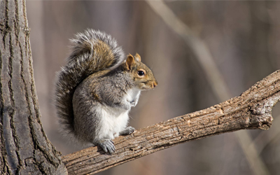 Wildlife Animals Vocabulary
