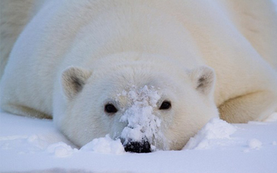 Wildlife Animals Vocabulary