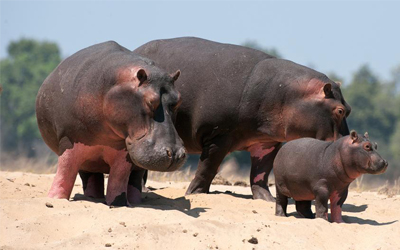 Wildlife Animals Vocabulary