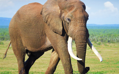 Wildlife Animals Vocabulary