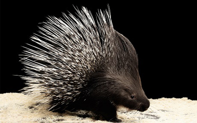 Wildlife Animals Vocabulary