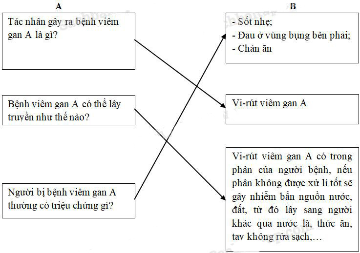 Giải Vở bài tập Khoa học lớp 5 bài 15