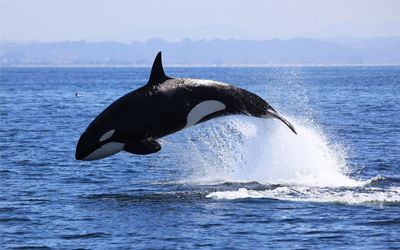 Sea Animals Vocabulary