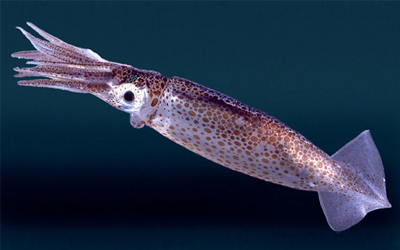 Sea Animals Vocabulary