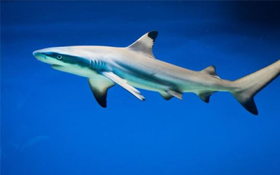 Sea Animals Vocabulary