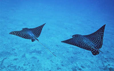 Sea Animals Vocabulary