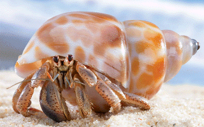 Sea Animals Vocabulary