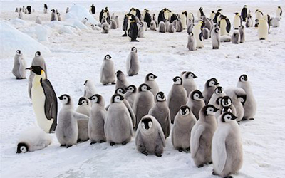 Sea Animals Vocabulary