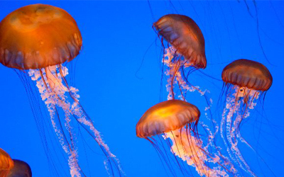 Sea Animals Vocabulary