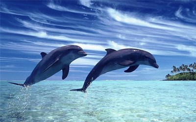 Sea Animals Vocabulary