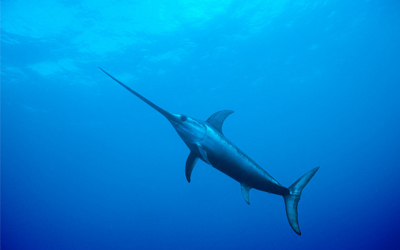 Sea Animals Vocabulary