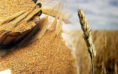 Trắc nghiệm IQ: Kiến thức tổng hợp