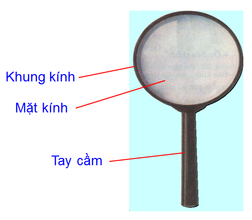 Lý thuyết Sinh học lớp 6 bài 5