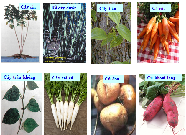 Lý thuyết Sinh học lớp 6 bài 12