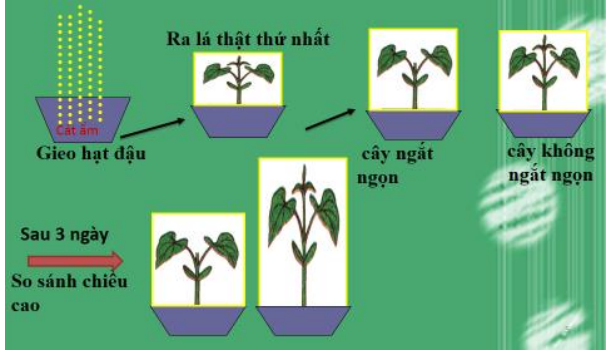 Lý thuyết Sinh học lớp 6 bài 14
