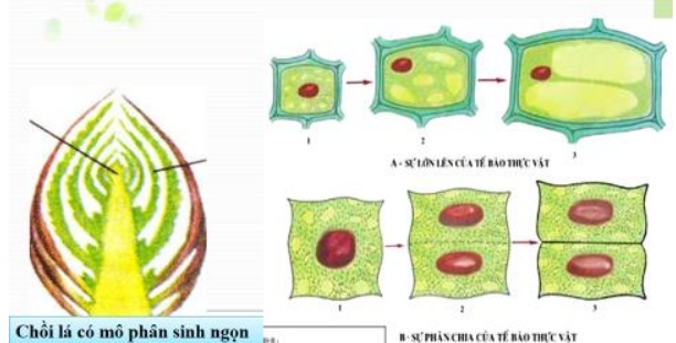 Lý thuyết Sinh học lớp 6 bài 14