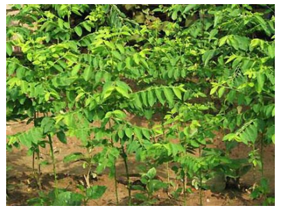 Lý thuyết Sinh học lớp 6 bài 14