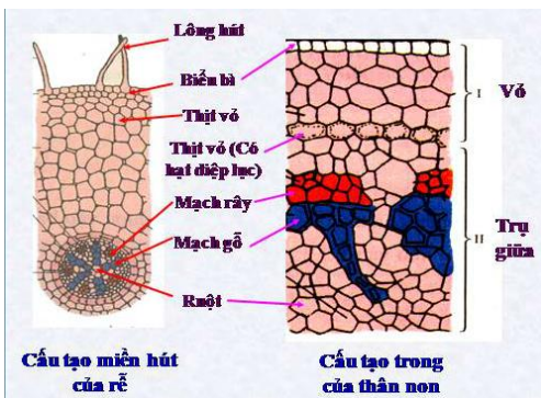 Lý thuyết Sinh học lớp 6 bài 15