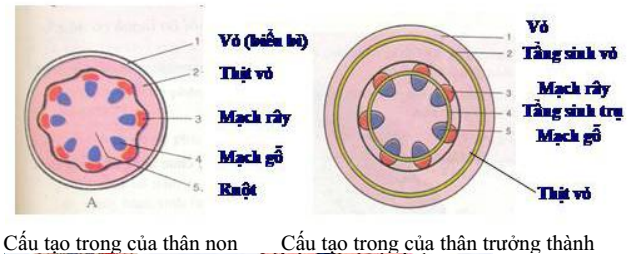 Lý thuyết Sinh học lớp 6 bài 16
