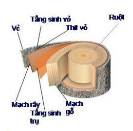 Lý thuyết Sinh học lớp 6 bài 16