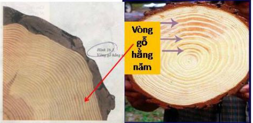 Lý thuyết Sinh học lớp 6 bài 16