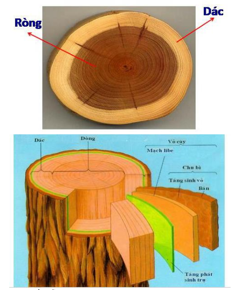 Lý thuyết Sinh học lớp 6 bài 16