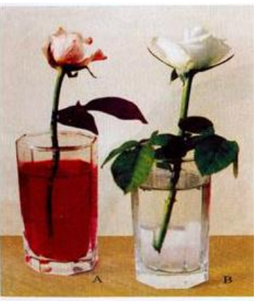 Lý thuyết Sinh học lớp 6 bài 17