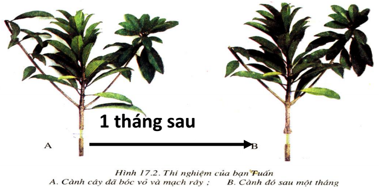 Lý thuyết Sinh học lớp 6 bài 17