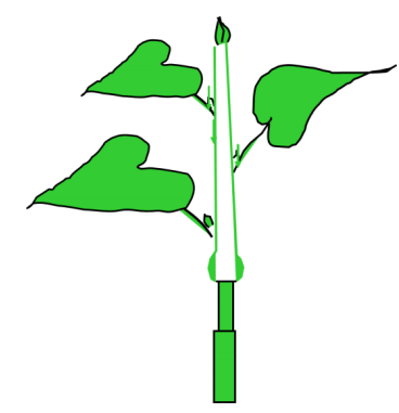 Lý thuyết Sinh học lớp 6 bài 17