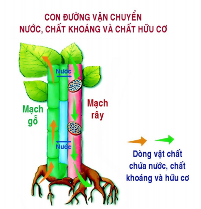 Lý thuyết Sinh học lớp 6 bài 17